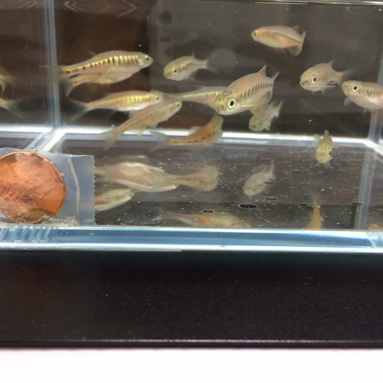 Lake Inlee Danio - Image 2