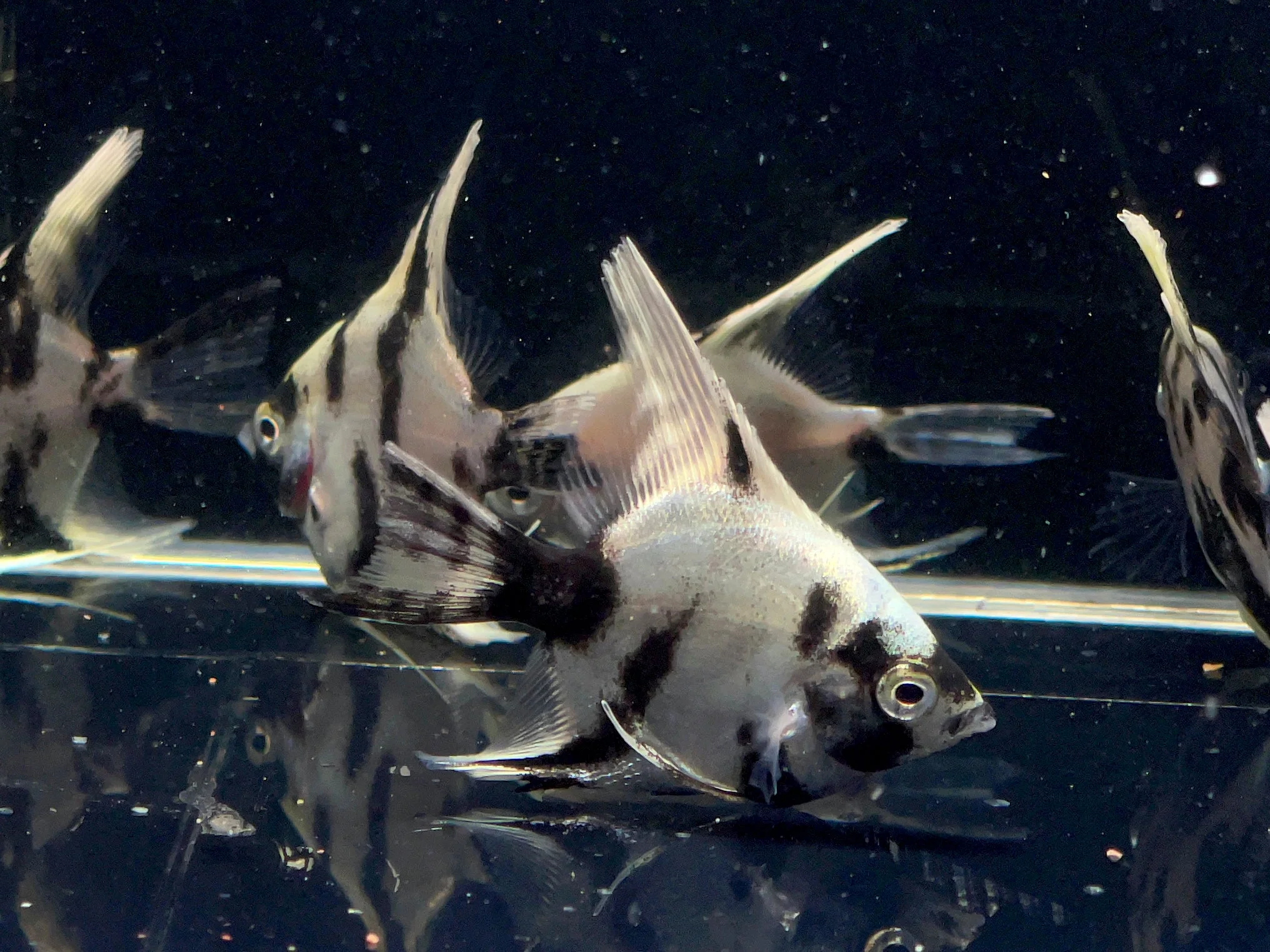 Light Marble Angelfish