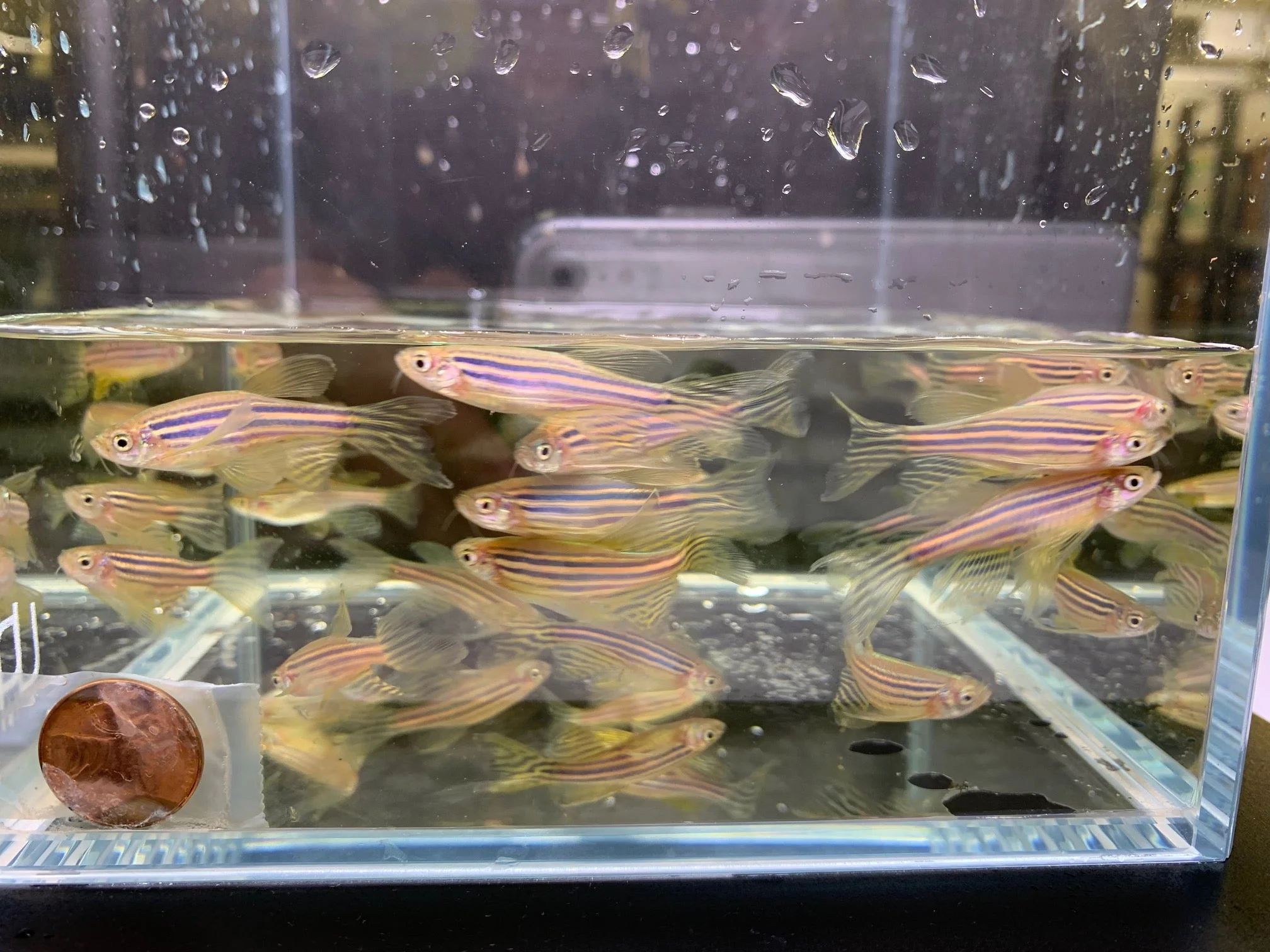 Longfin Zebra Danio