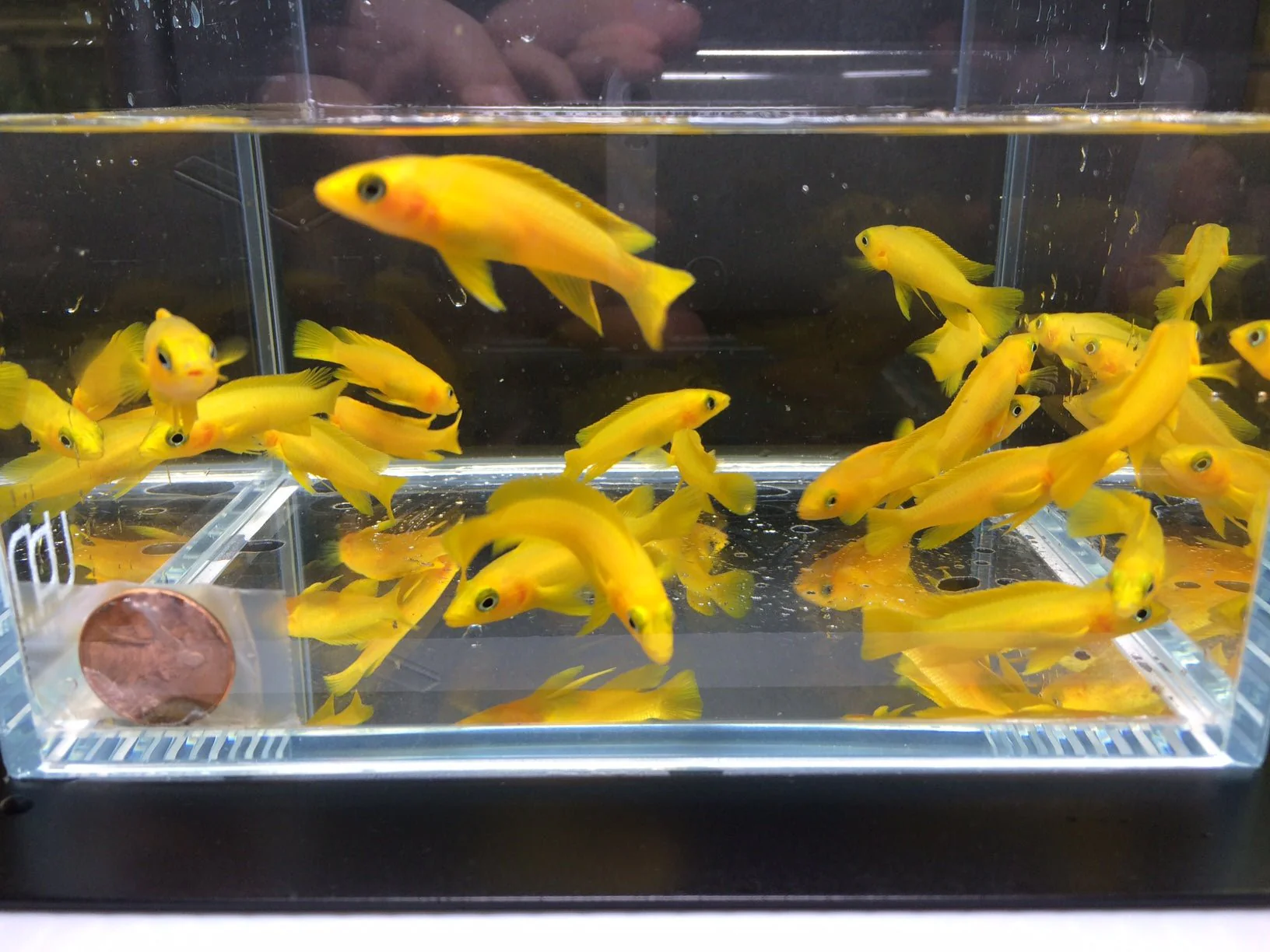 Neolamprologus Leleupi (2.5")