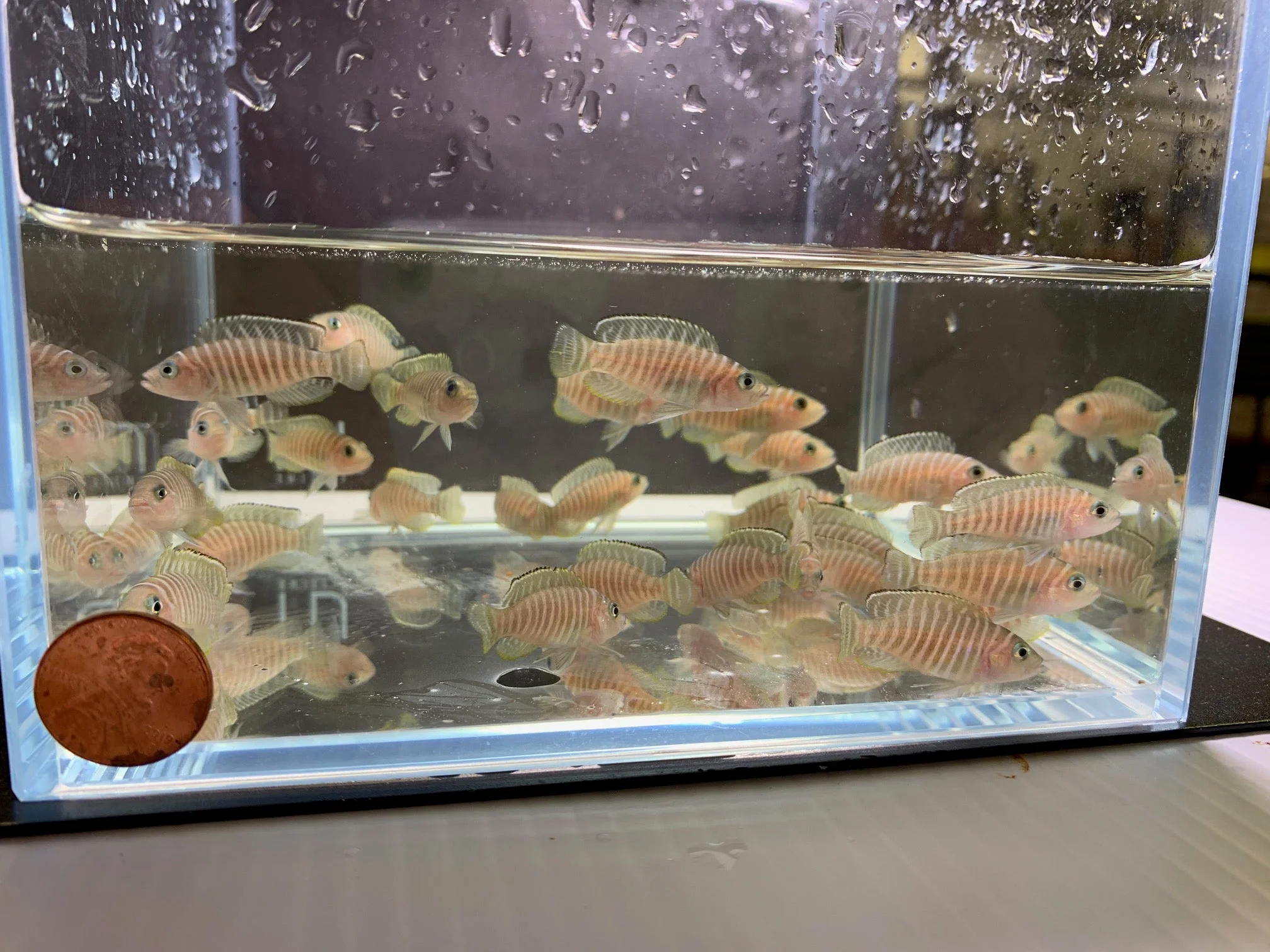 Neolamprologus similis- Zebra Shell Dweller (1.5"-2")