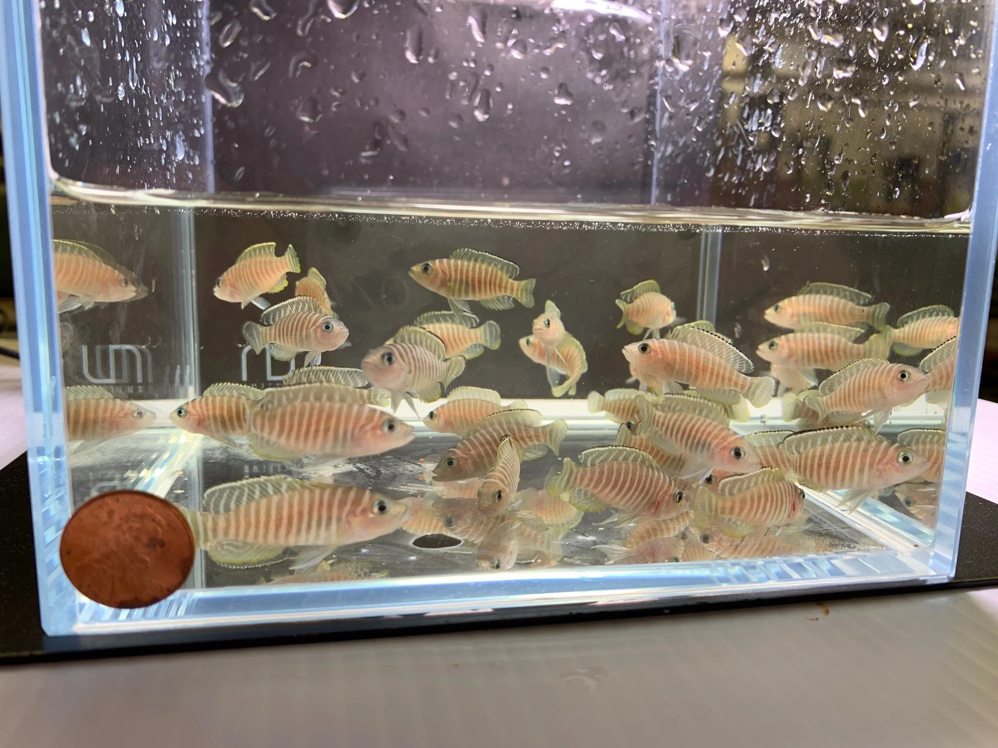 Neolamprologus similis- Zebra Shell Dweller (1.5"-2") - Image 2