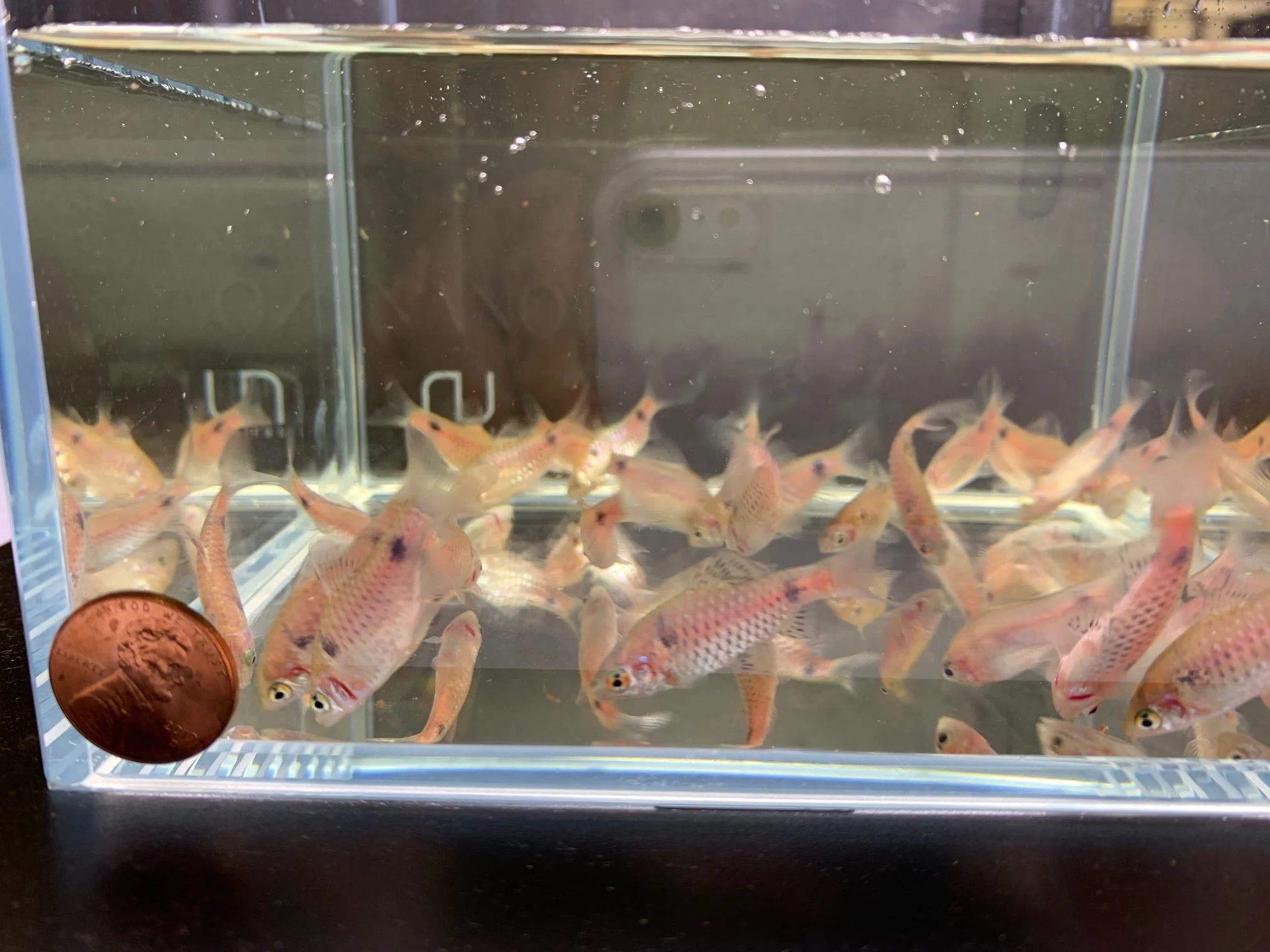 Odessa Barb