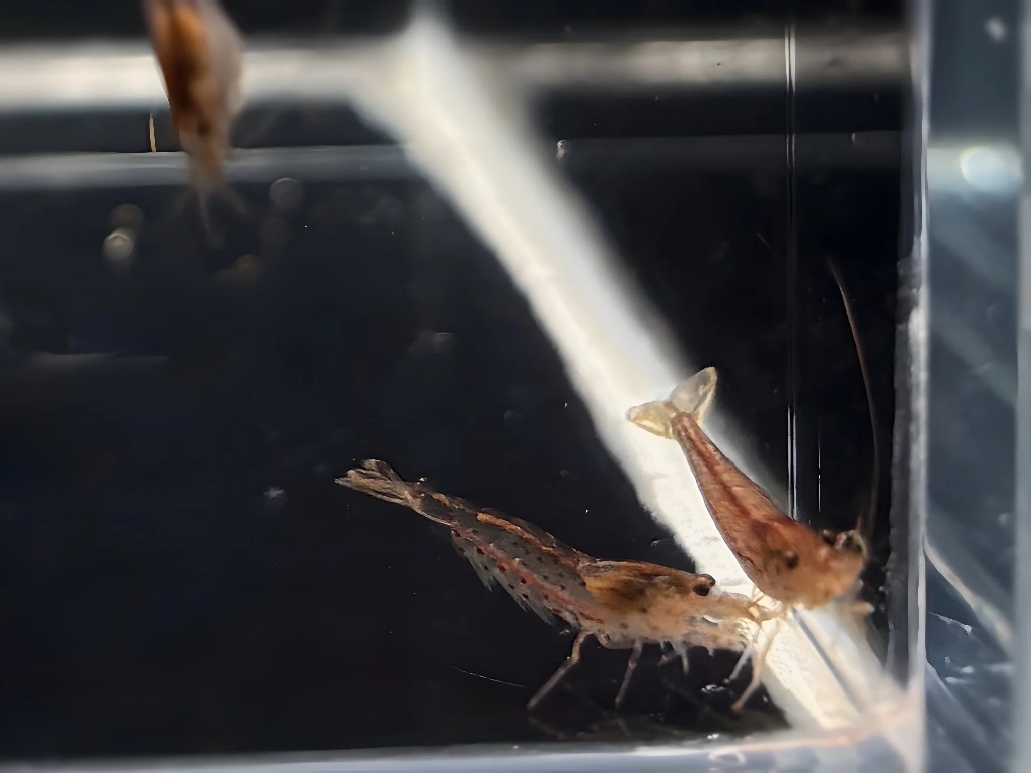 Orange Amano Shrimp