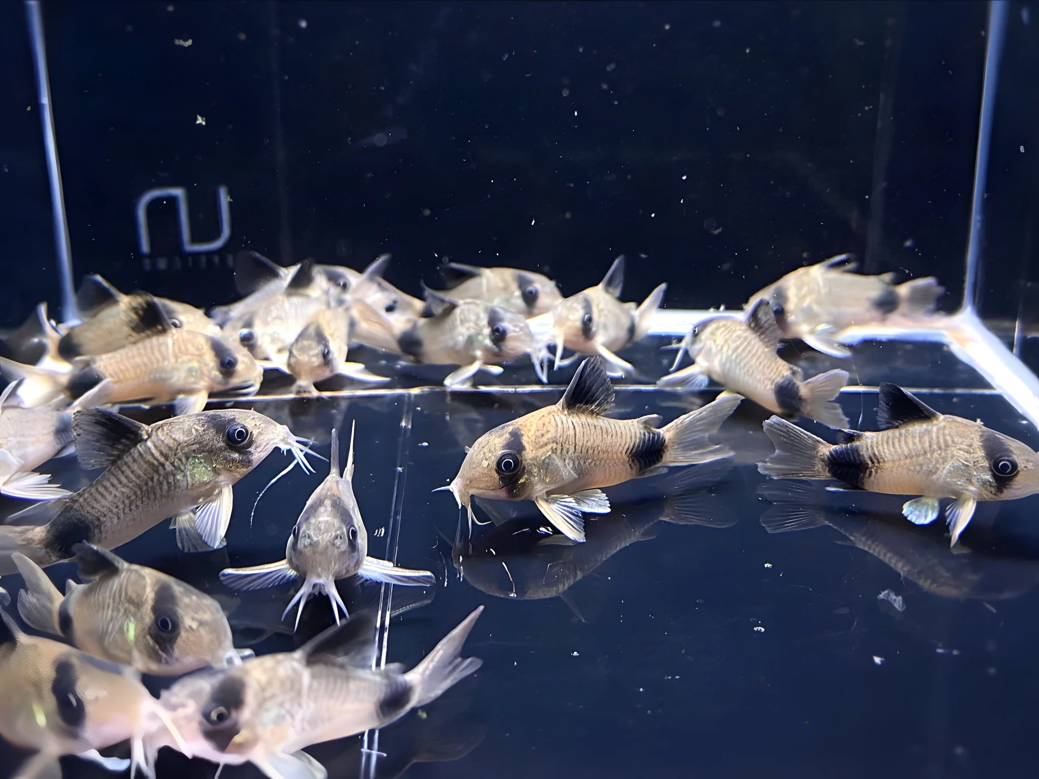 Panda Cory (Size Medium/Large)