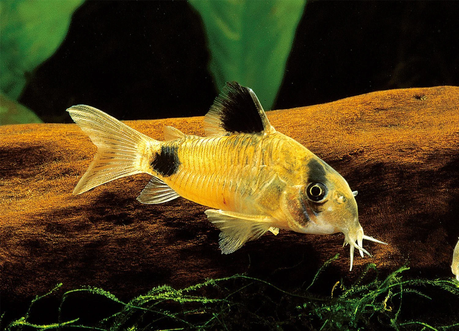 Panda Cory (Size Medium/Large) - Image 3
