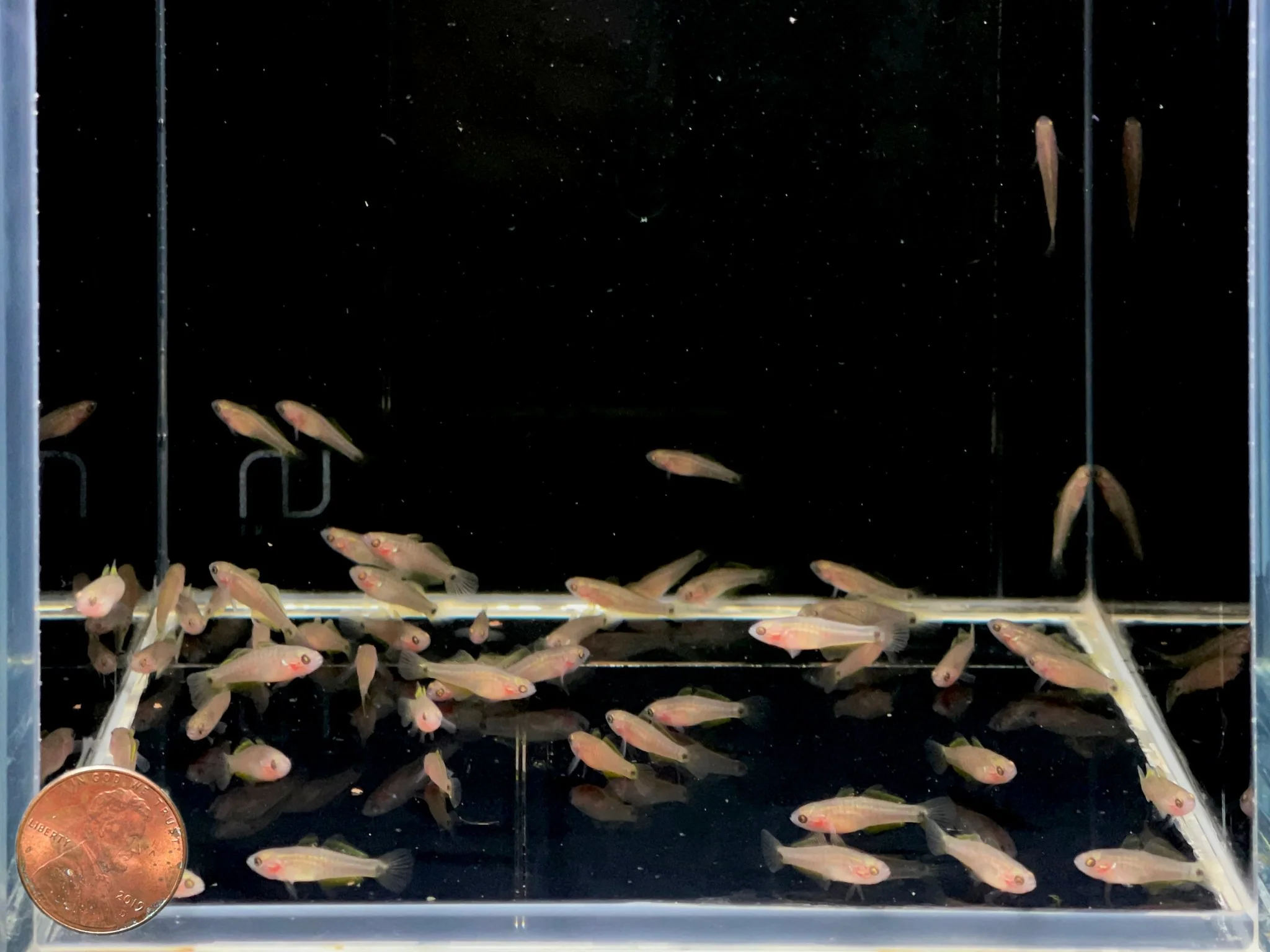 Peacock Gudgeon