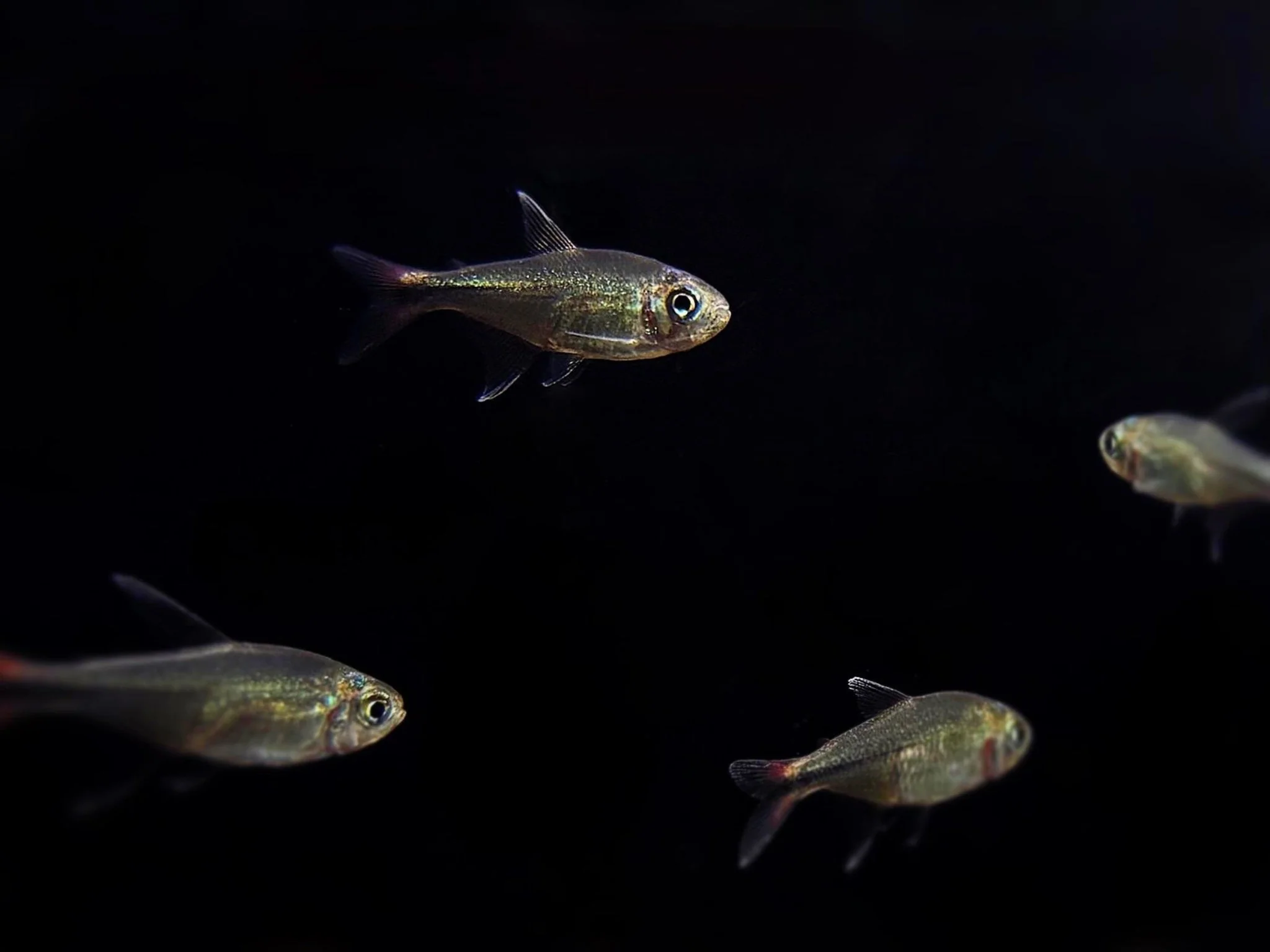 Phoenix Tetra