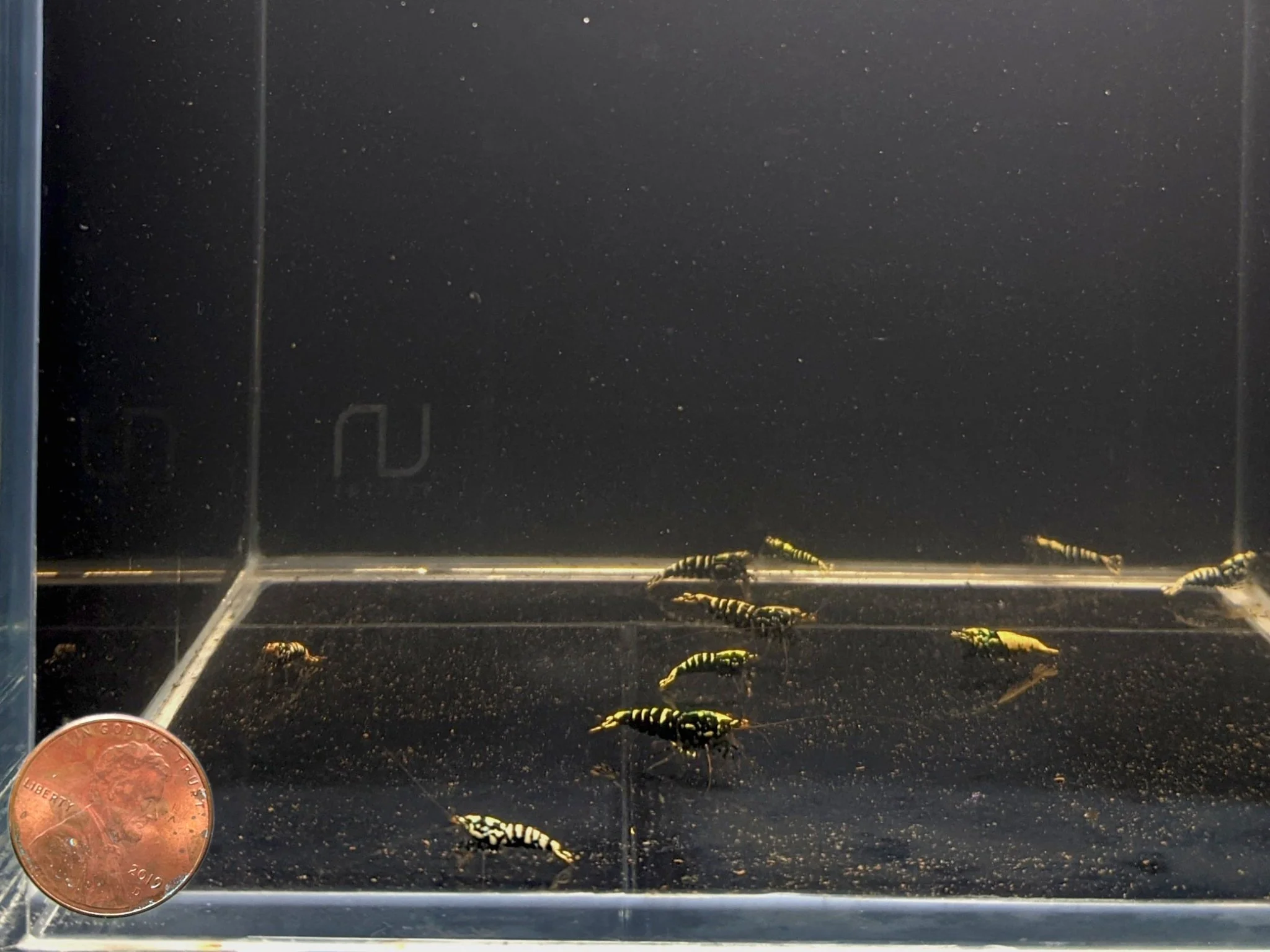 Pinto Galaxy Zebra Black Shrimp (Grade A) - Image 2