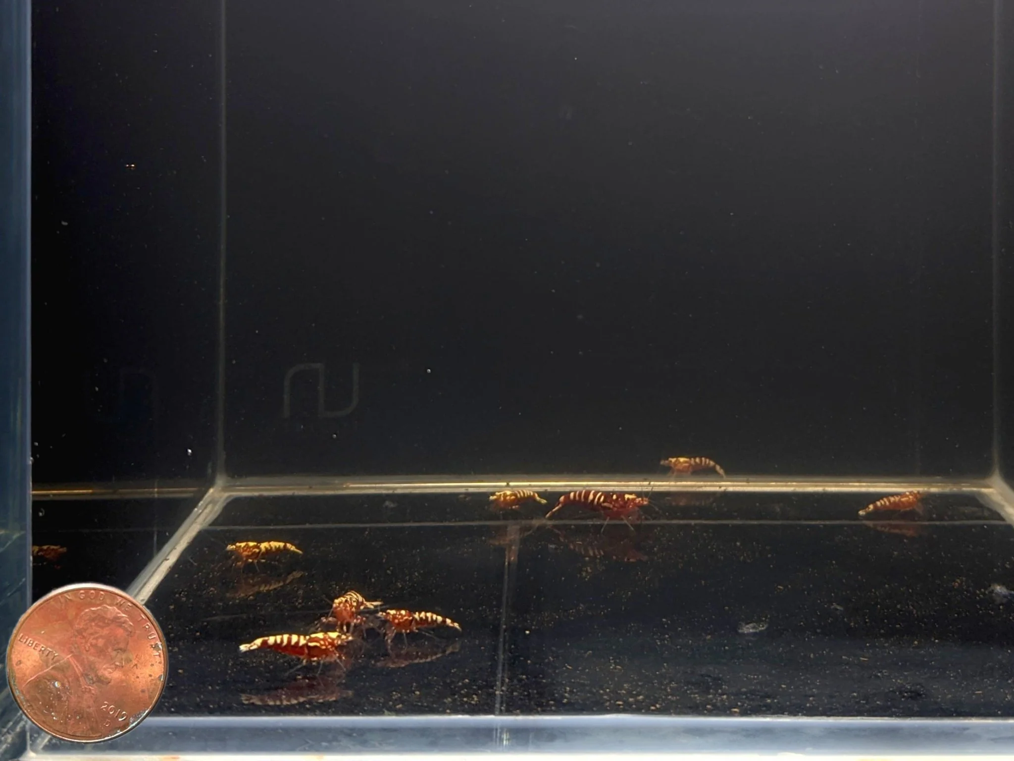 Pinto Galaxy Zebra Red Shrimp (Grade A) - Image 2