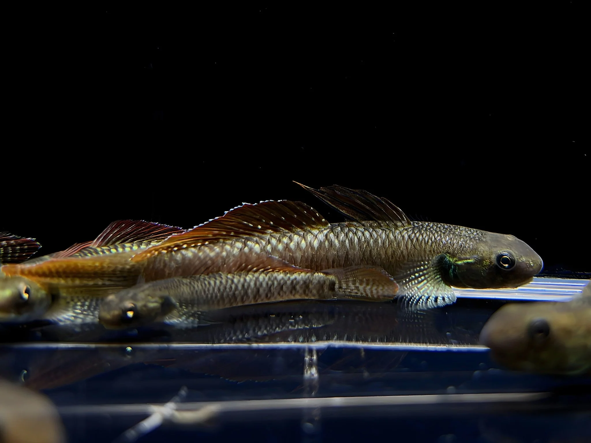 Rainbow Goby - Image 2