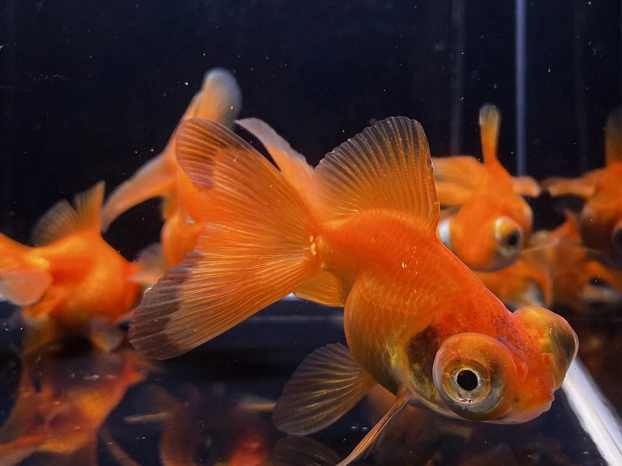 Red Butterfly Tail Goldfish - 2-2.5"
