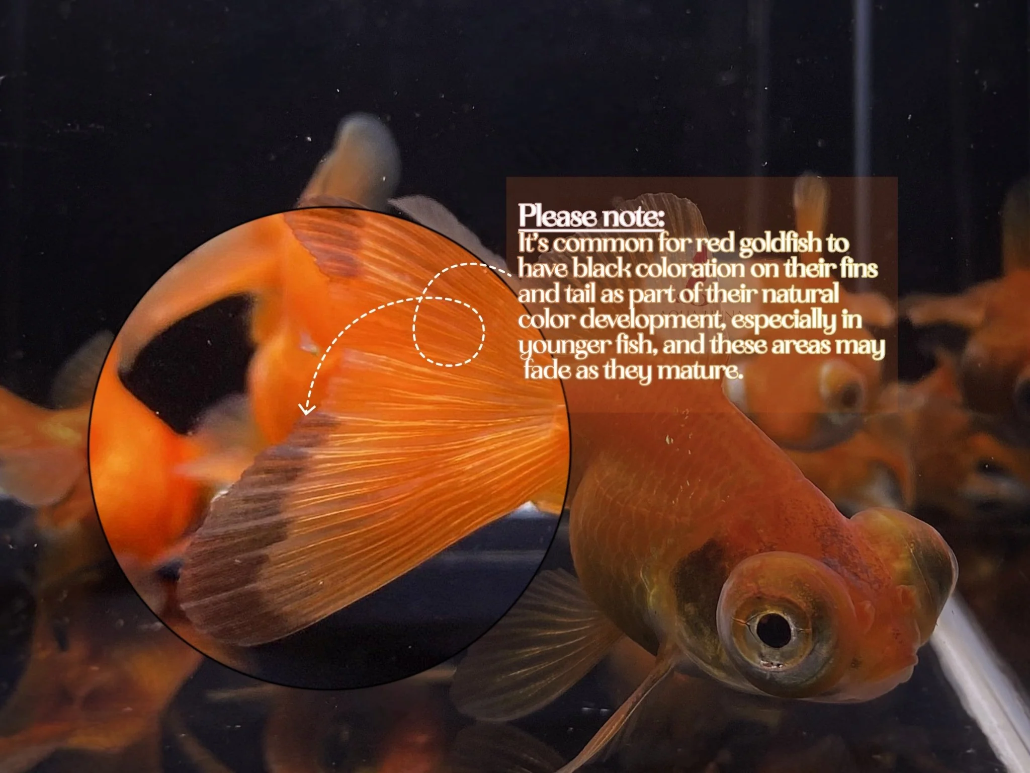 Red Butterfly Tail Goldfish - 2-2.5" - Image 2