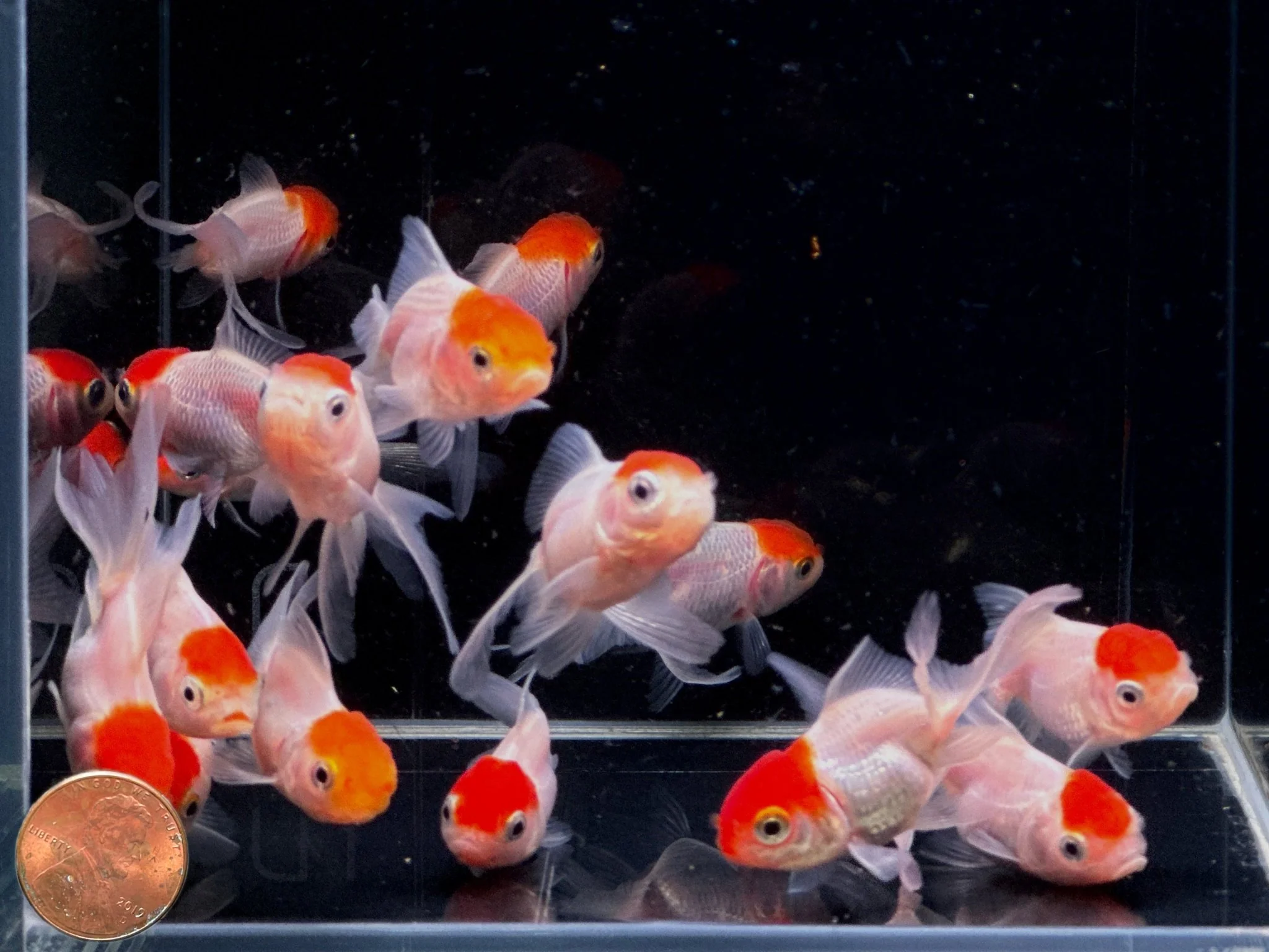 Red Cap Oranda Goldfish - 2-2.5" - Image 2