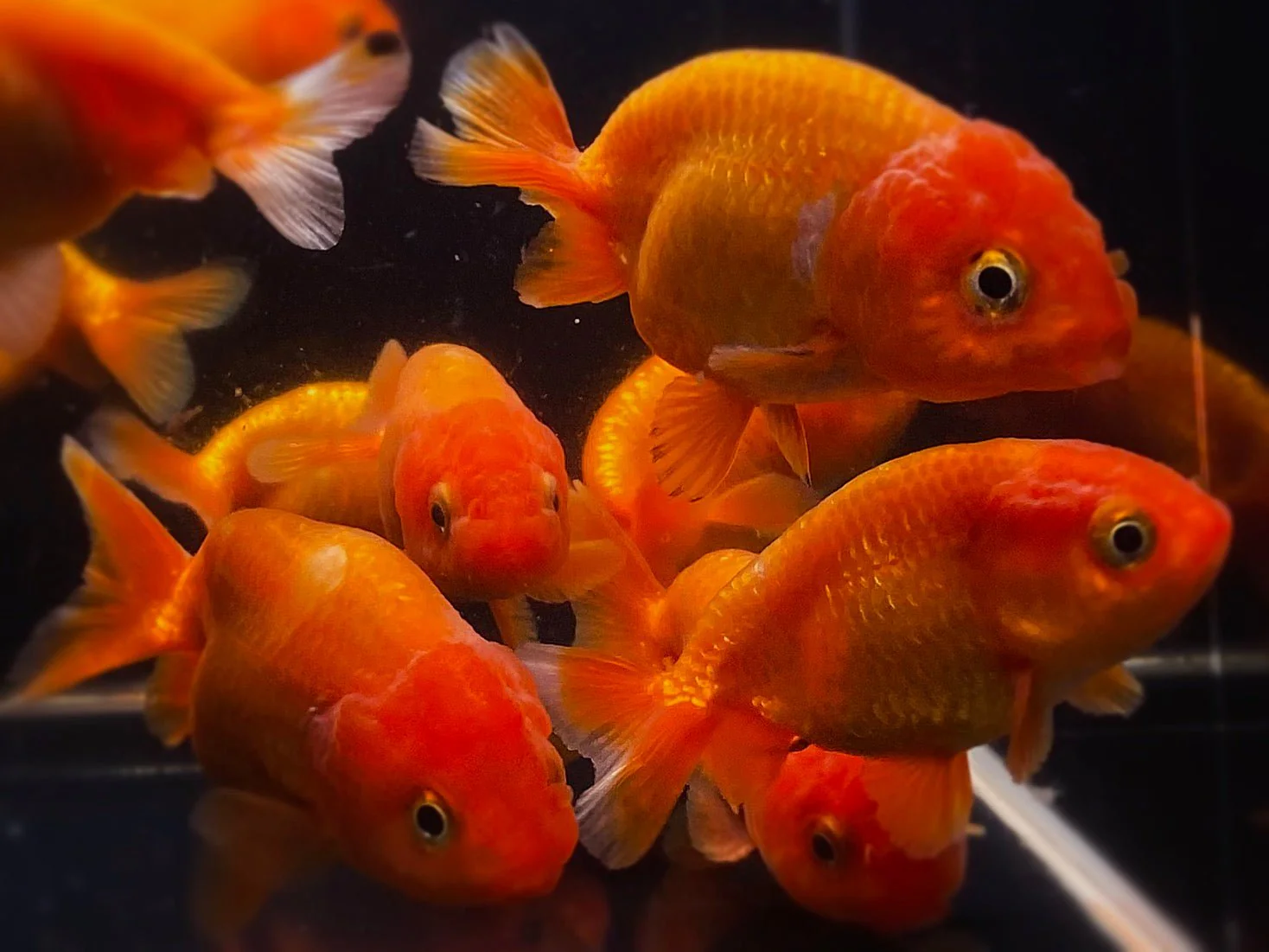Red Ranchu Goldfish - 2-2.5"