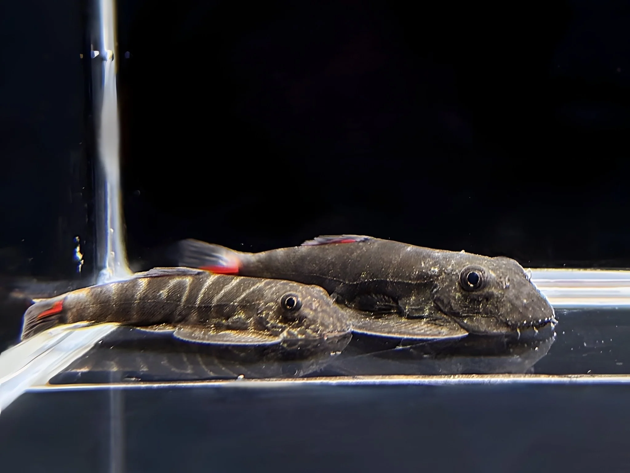 Hillstream Loach | Red Tail