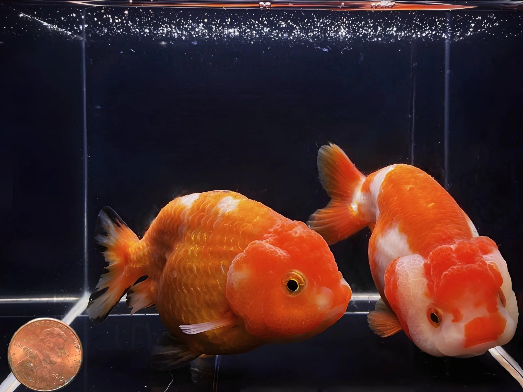 Red & White Ranchu Goldfish - 3.5-4" - Image 2