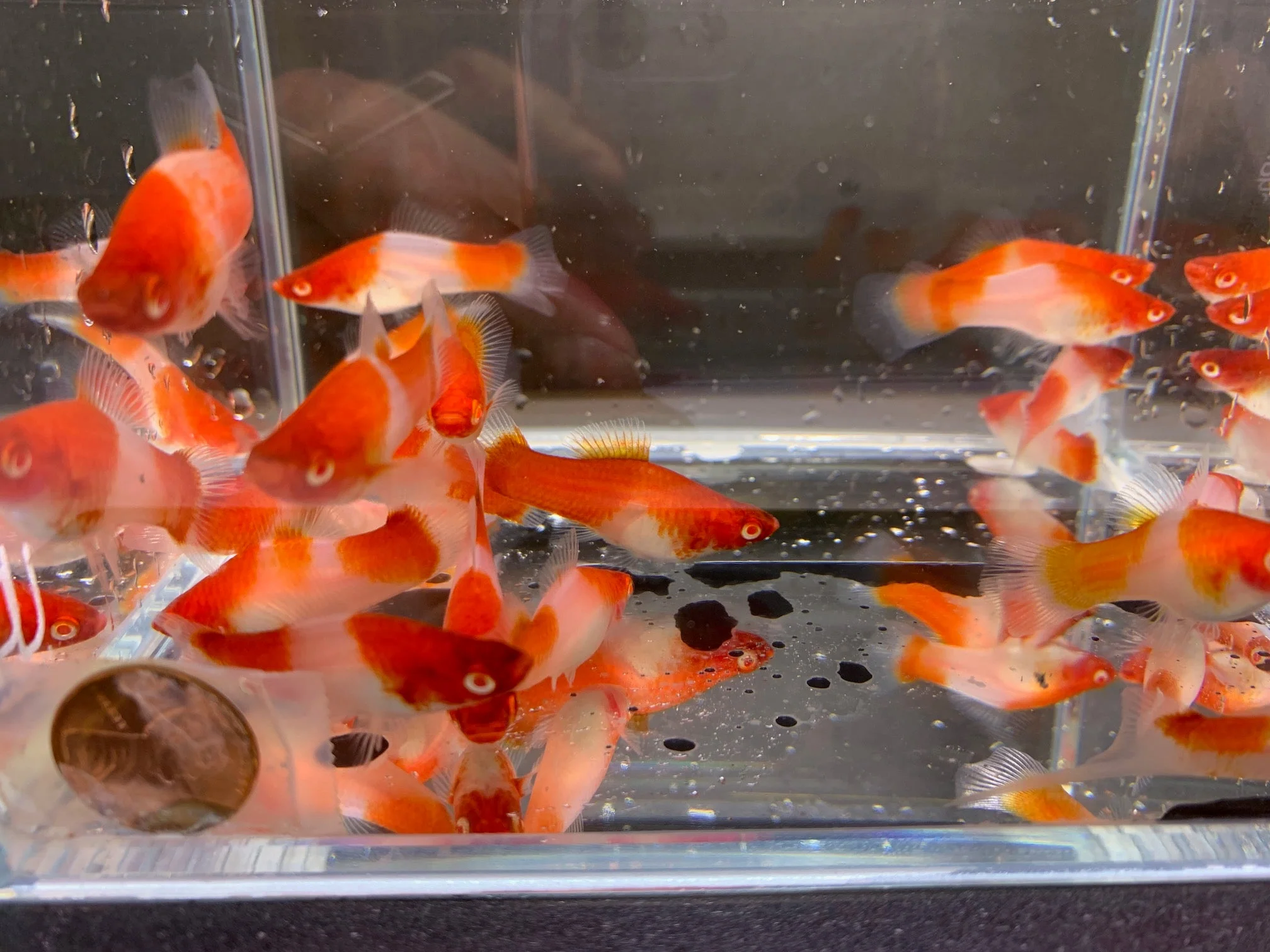 Red & White Swordtail Size M