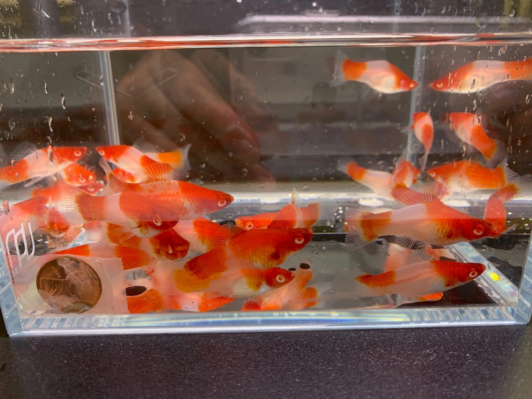 Red & White Swordtail Size M - Image 2