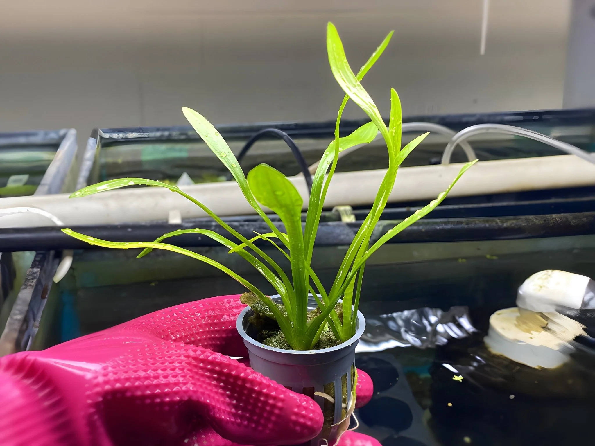 Dwarf Sagittaria - Potted Plant