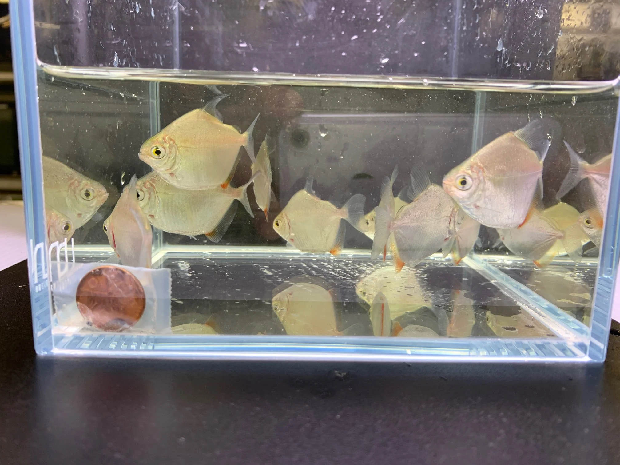 Silver Dollar Tetra