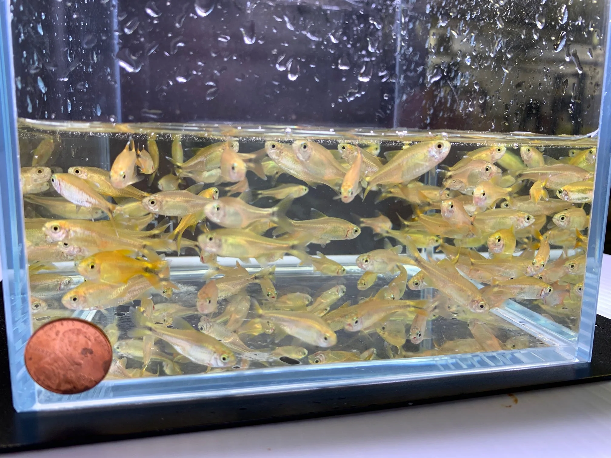 Silvertip Tetra - Image 2