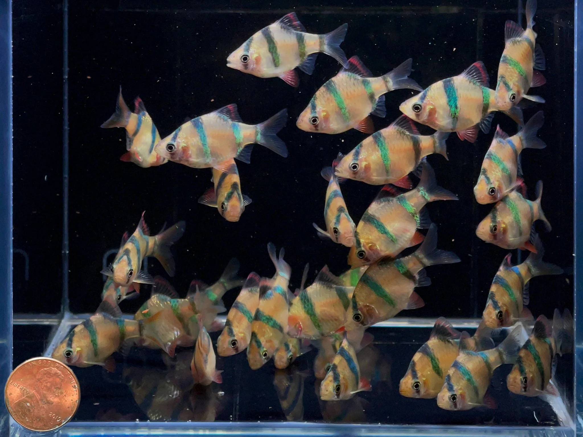 Tiger Barb - Image 2