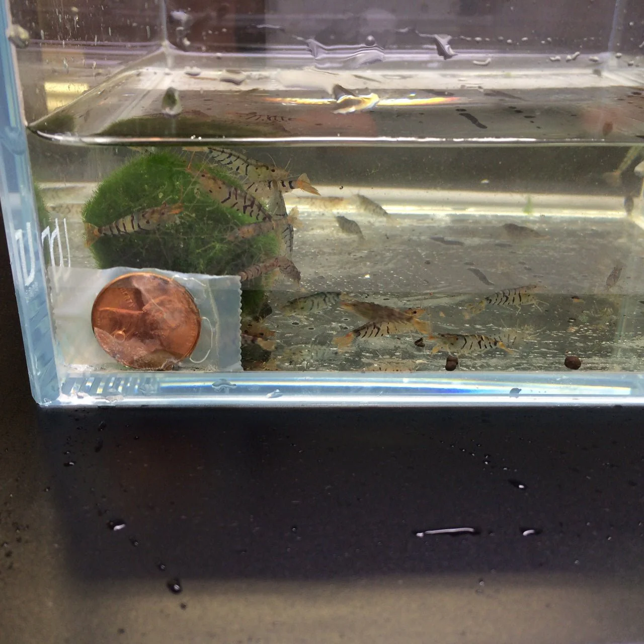 Tiger Shrimp