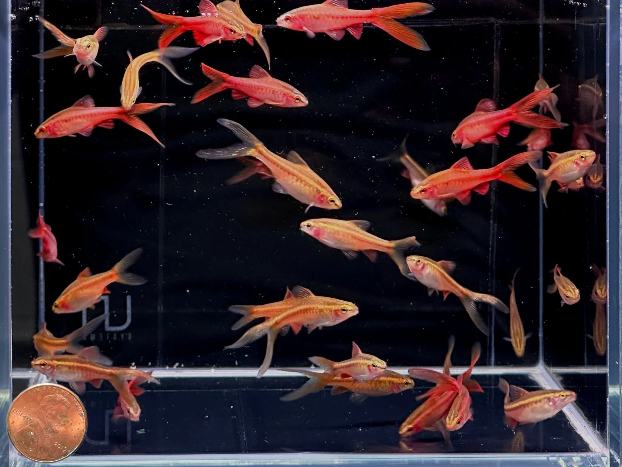 Veiltail Cherry Barb - Image 2