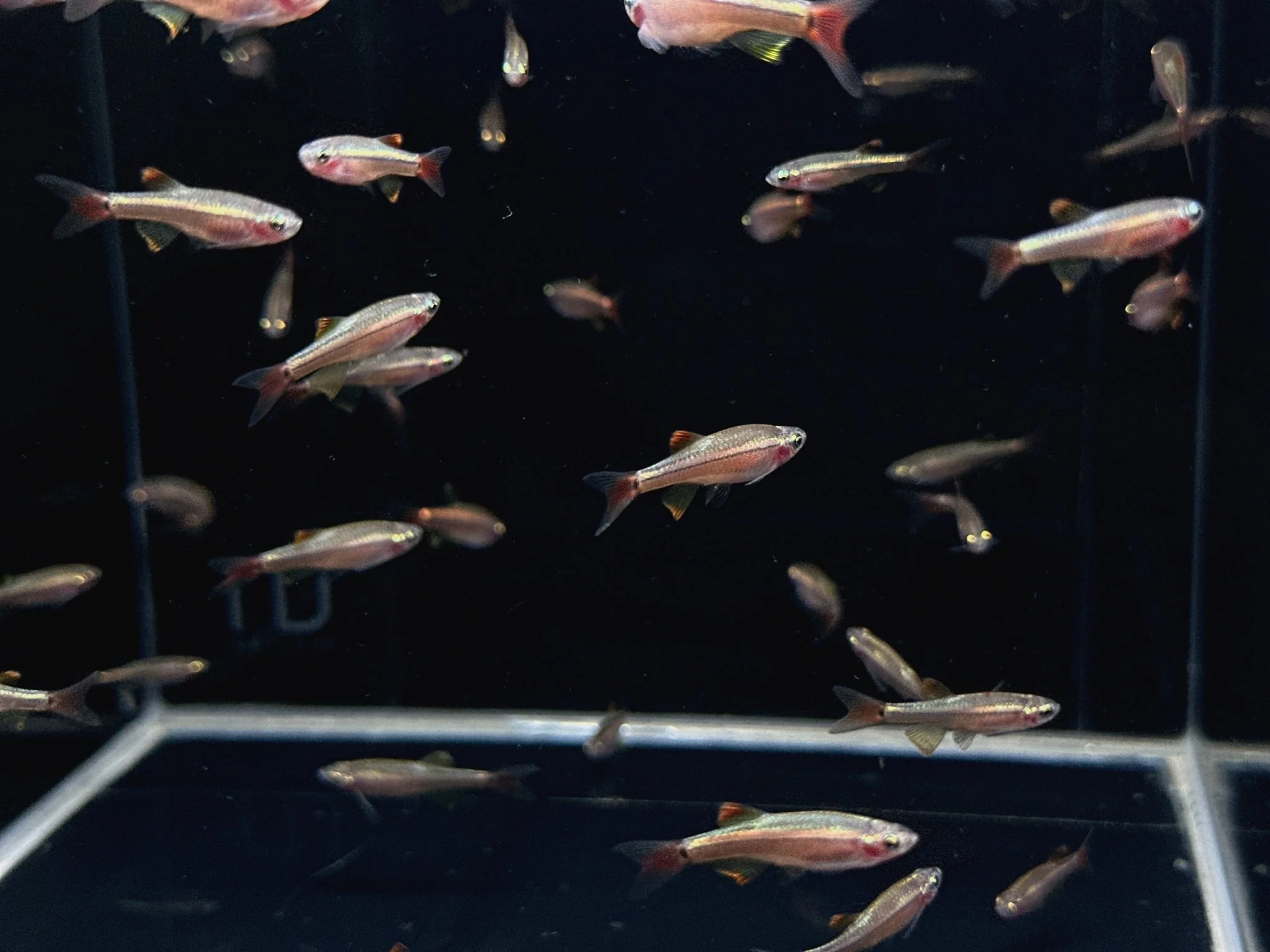 Longfin White Cloud (Czech Republic)