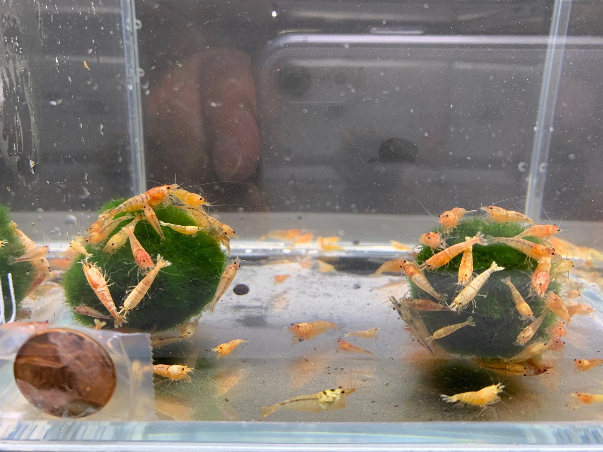 Yellow Crystal Shrimp
