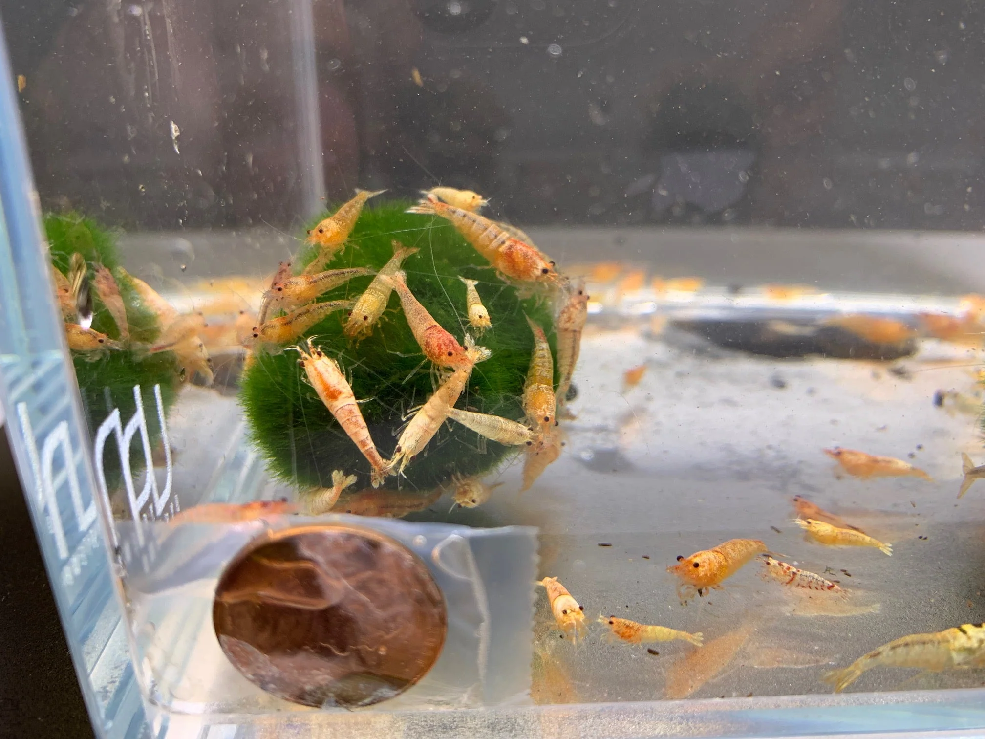 Yellow Crystal Shrimp - Image 2